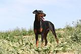 DOBERMANN 597